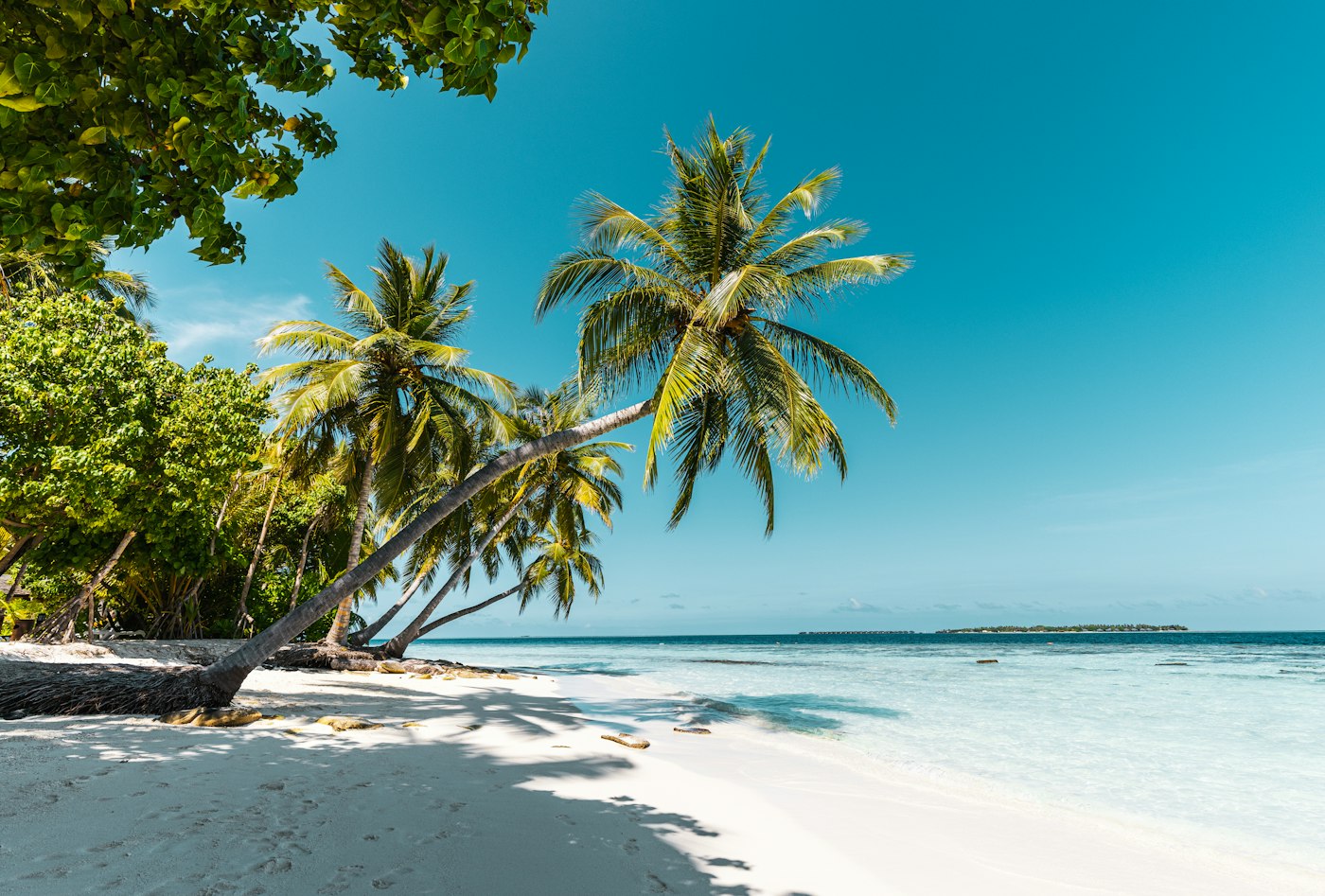 Tropical beach with turquoise water and palm trees